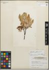Foto von Salix glauca L.